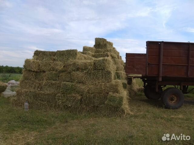 Сено люцерны в тюках фото