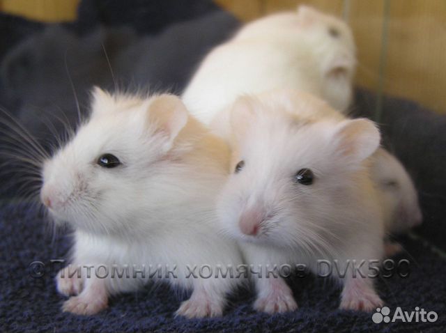 Белый хомячок из питомника