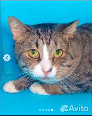 Котик Кузя в добрые руки