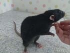 Крыса дамбо с клеткой бесплатно объявление продам