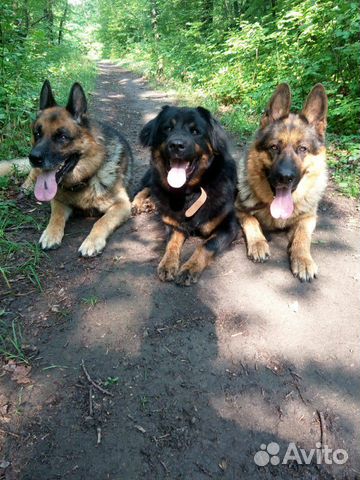 Дрессировка собак любых пород