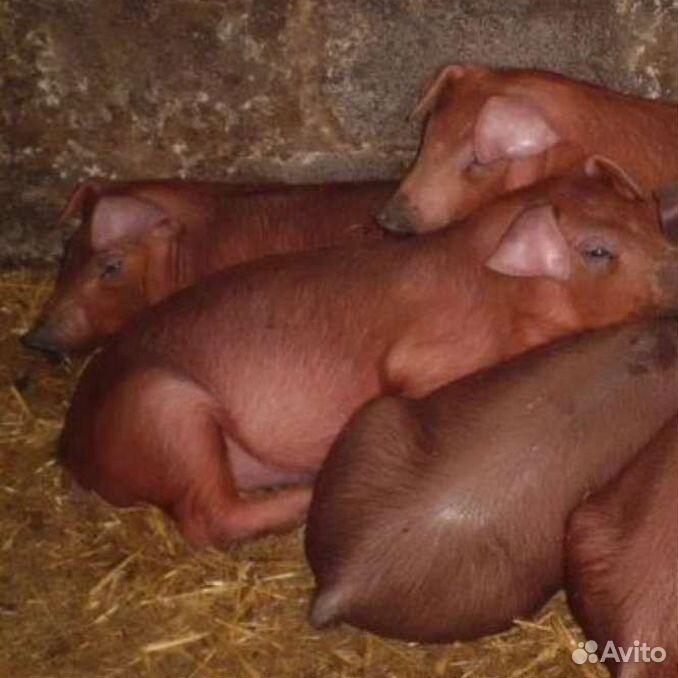 Свиньи ландрас дюрок