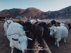Продаем коз, молодняк в Онгудайском районе объявление продам