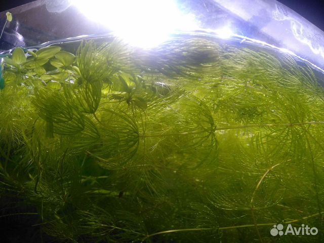 Аквариумные растения