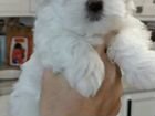 Болонка Мальтийская щенок объявление продам