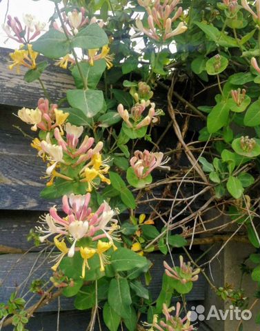 Жимолость каприфоль 3 сорта