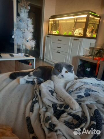 Котика на вязку