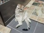 Продам шотландского котенка кошечку объявление продам