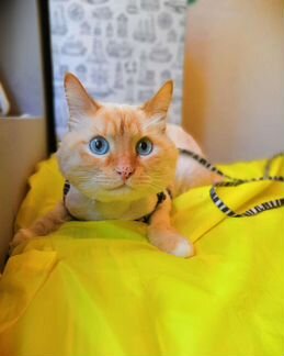 Стрижка котов и кошек. Выезд