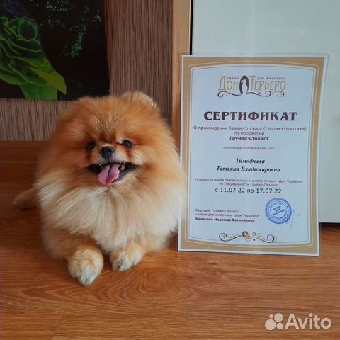 Стрижка собак (груминг)