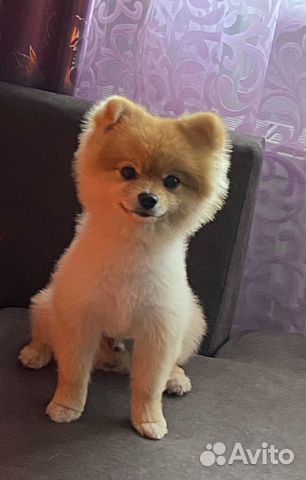 Шпиц ищет невесту