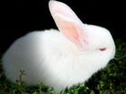 Кролик кролики объявление продам