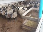 Продаются романовские овцы