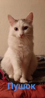 Котёнок Пушок ищет дом