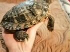 Красноухая черепаха с аквариумом и дикоративный кр объявление продам