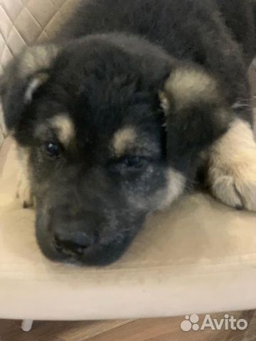 Щенки метисы овчарки