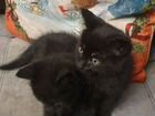 Черные котята бесплатно объявление продам