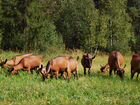 Дойные чешские козы и покрытые козочки