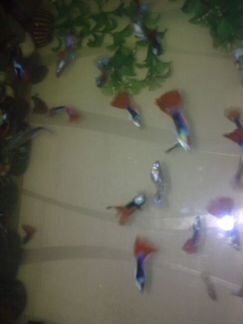 Рыбки гуппи