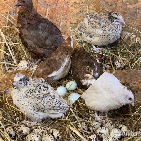 Инкубационное яйцо перепелиное