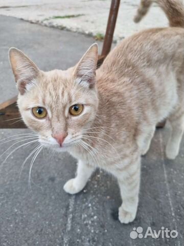 Рыжий красавец Кот в дар бесплатно