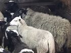 Романовские овцематки покрытые чистокровным Дорпер