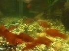 Рыбки меченосцы подростки 4-5 см