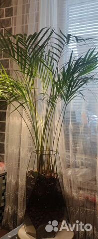 Цветок с горшком