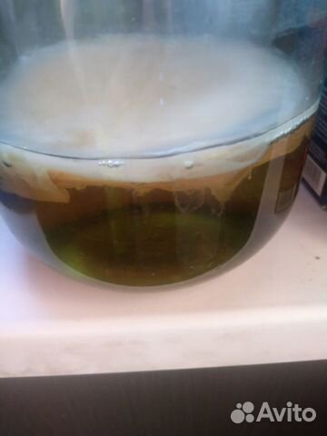 Чайный гриб