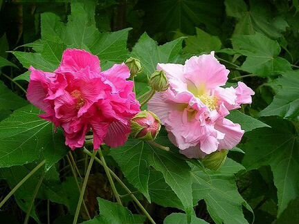 Гибискус изменчивый,Bold and Sassy,Sunrise и др