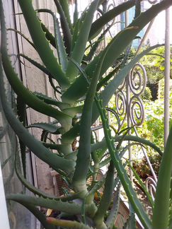 Алоэ столетник