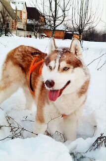 Кобель для вязки Сибирский Хаски