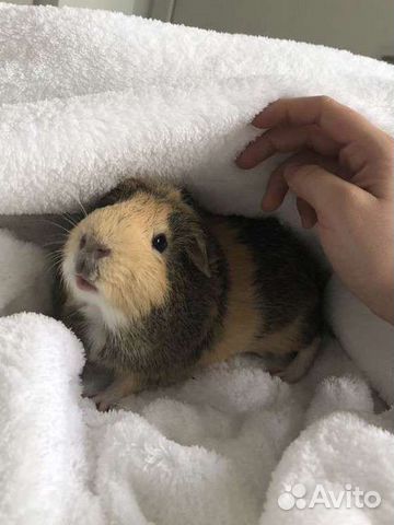 Передержка животных