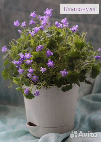 Детки кампанул