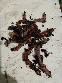 Черви дендробена