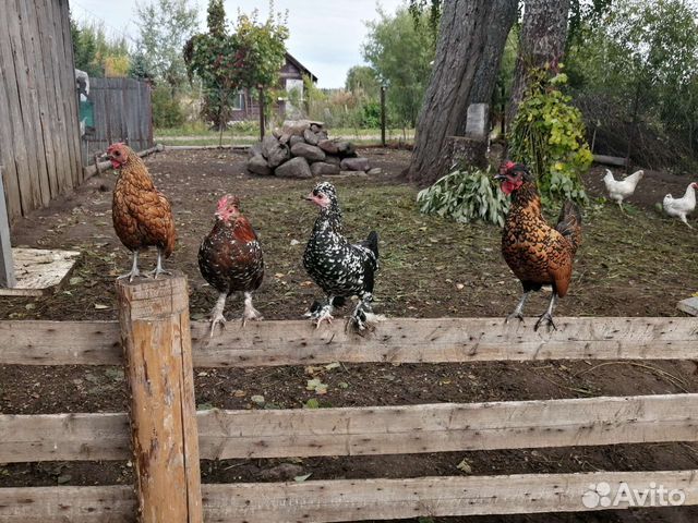 Куры карликовые бентамки