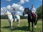 Продается мега спокойная лошадь катает детей объявление продам