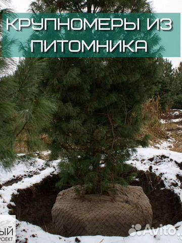 Крупномеры с посадкой под ключ