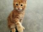 Котята мейн-куна объявление продам
