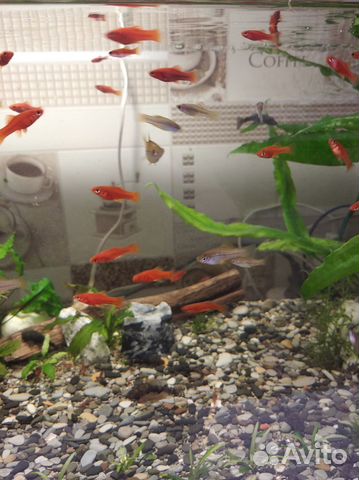 Рыбки,сомики, креветки,растения