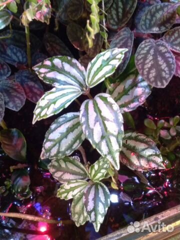 Растения для аквариума, флорариума, террариума