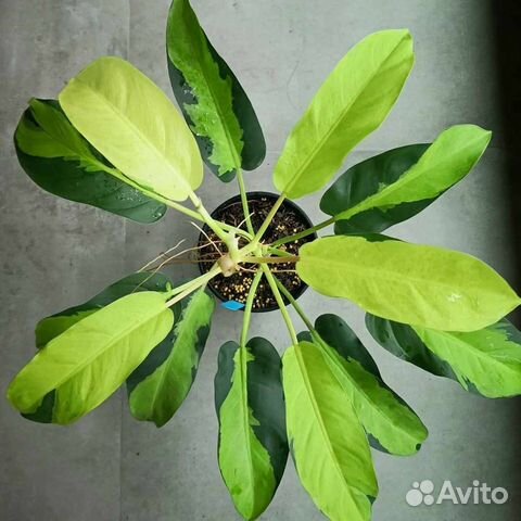 Филодендрон Тай Санрайз