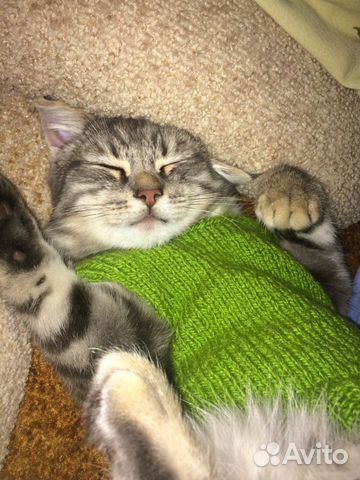 Передержка домашних животных