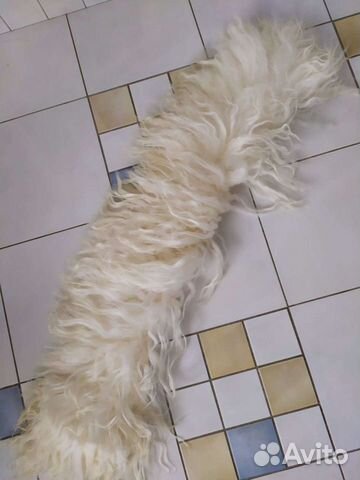 Шкура горного козла