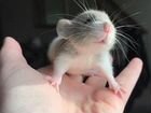 Крысы ручные объявление продам