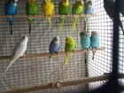 Грызуны и волнистые попугаи