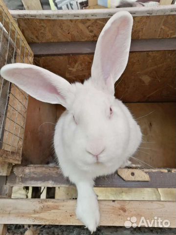 Кролики на племя белый паннон всегда в наличии