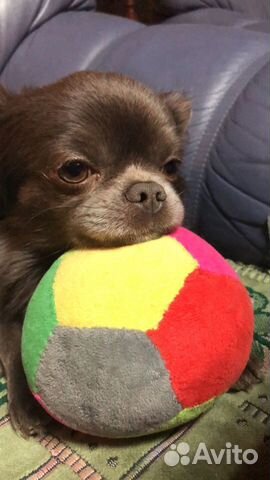 Вязка кобель чихуахуа