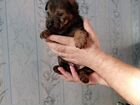 Собака в добрые руки щенок шарпей объявление продам