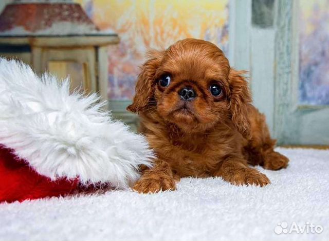 Ветеринар. Круглосуточно,выезд